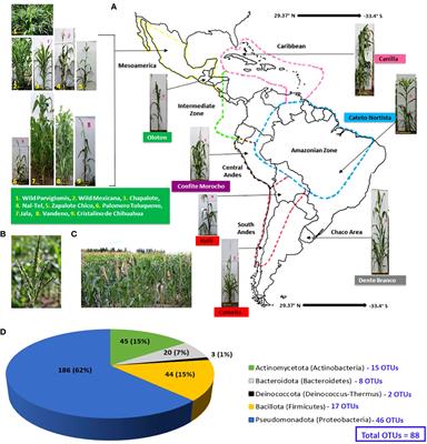 Maize pollen carry bacteria that suppress a fungal pathogen that enters through the male gamete fertilization route